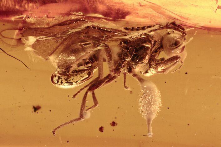 Small Fossil Gall Midge (Cynipoidea?) In Baltic Amber #292574